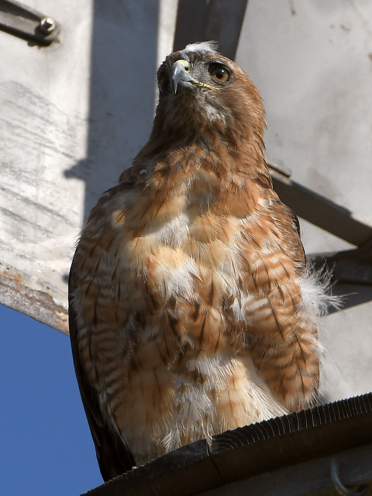 Hawk9.jpg