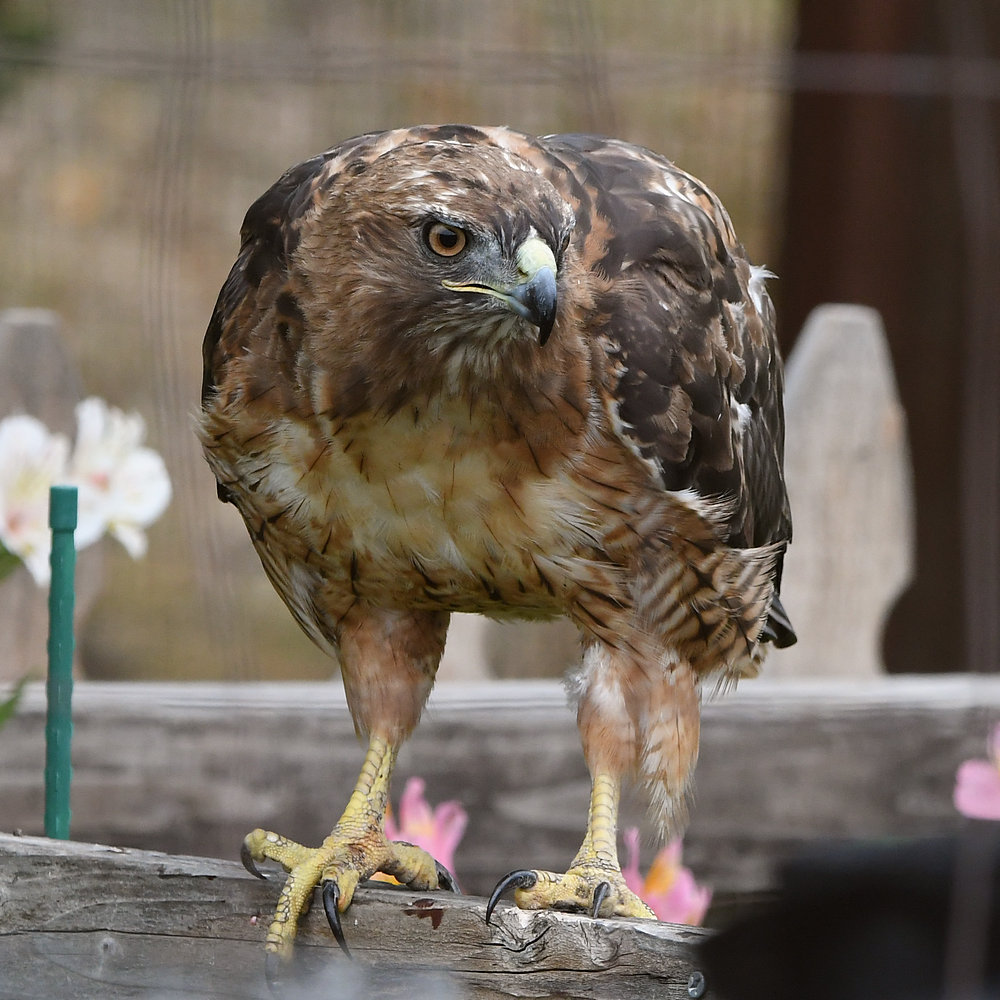 Hawk9.jpg