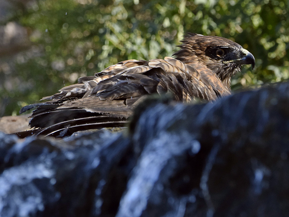 Hawk9.jpg
