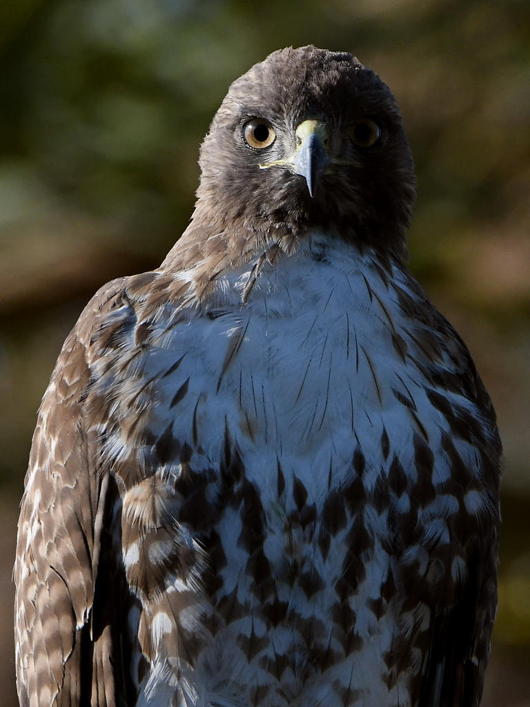 Hawk9.jpg