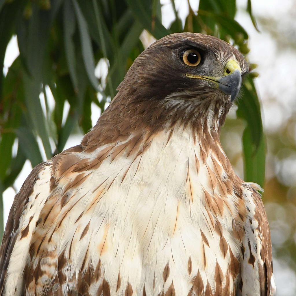 Hawk9.jpg
