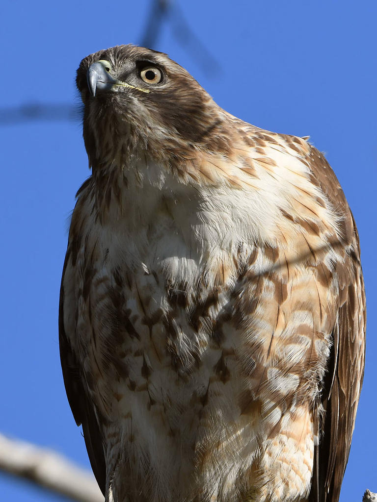 Hawk9.jpg