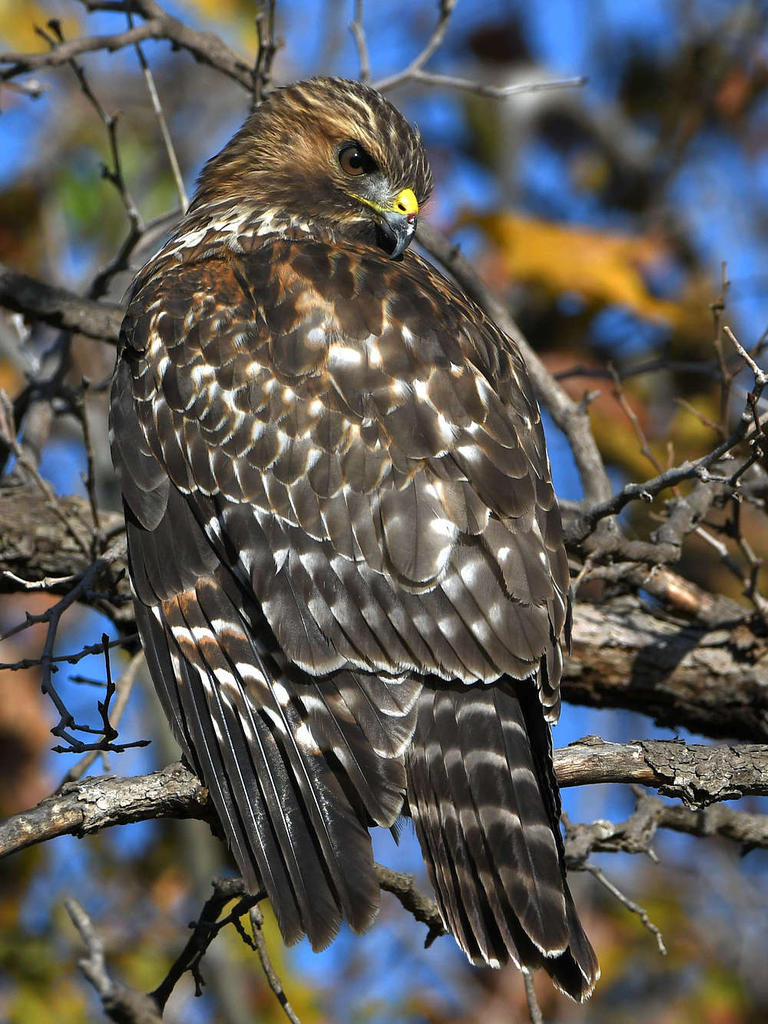 Hawk9.jpg