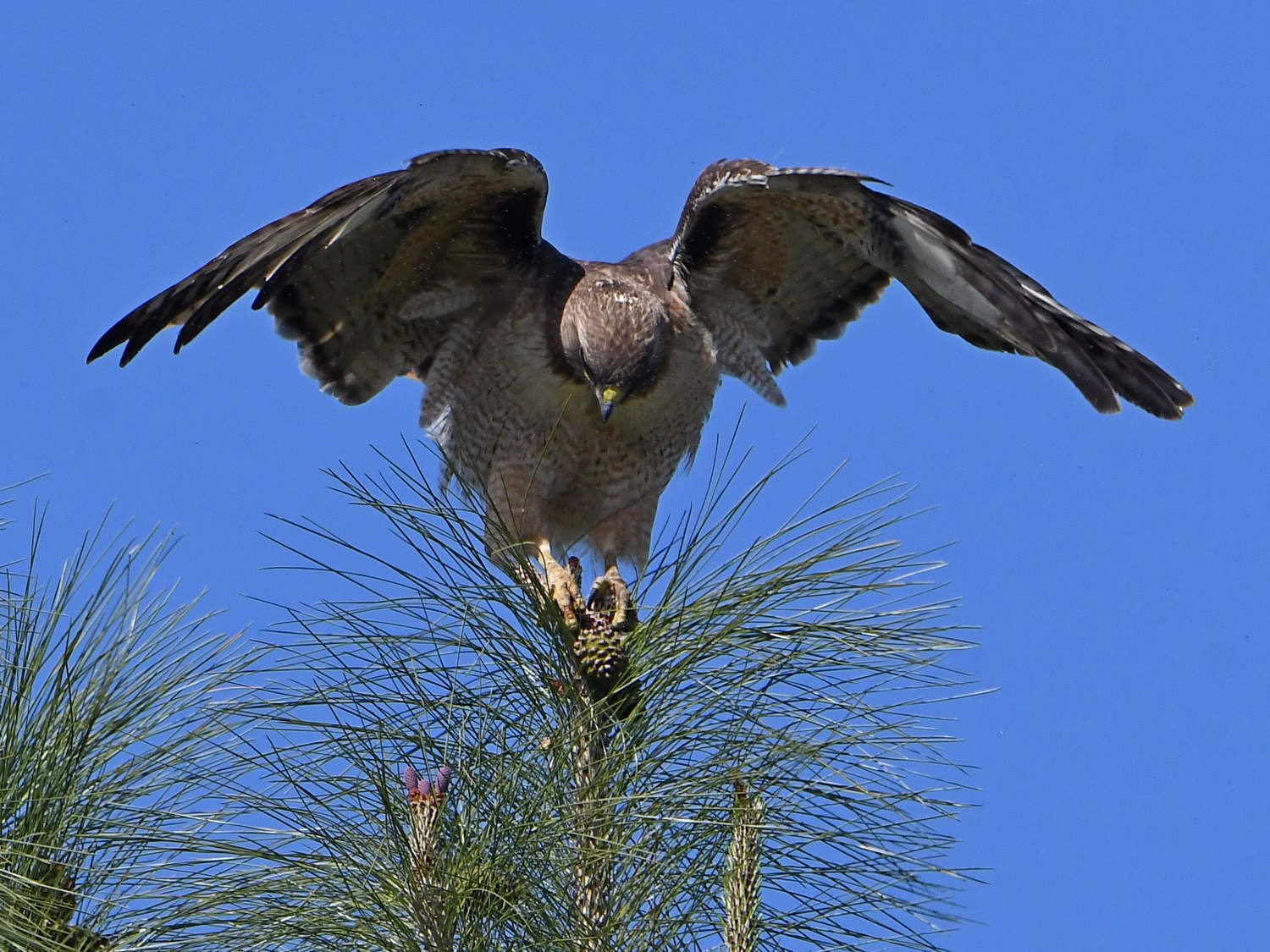 Hawk9.jpg