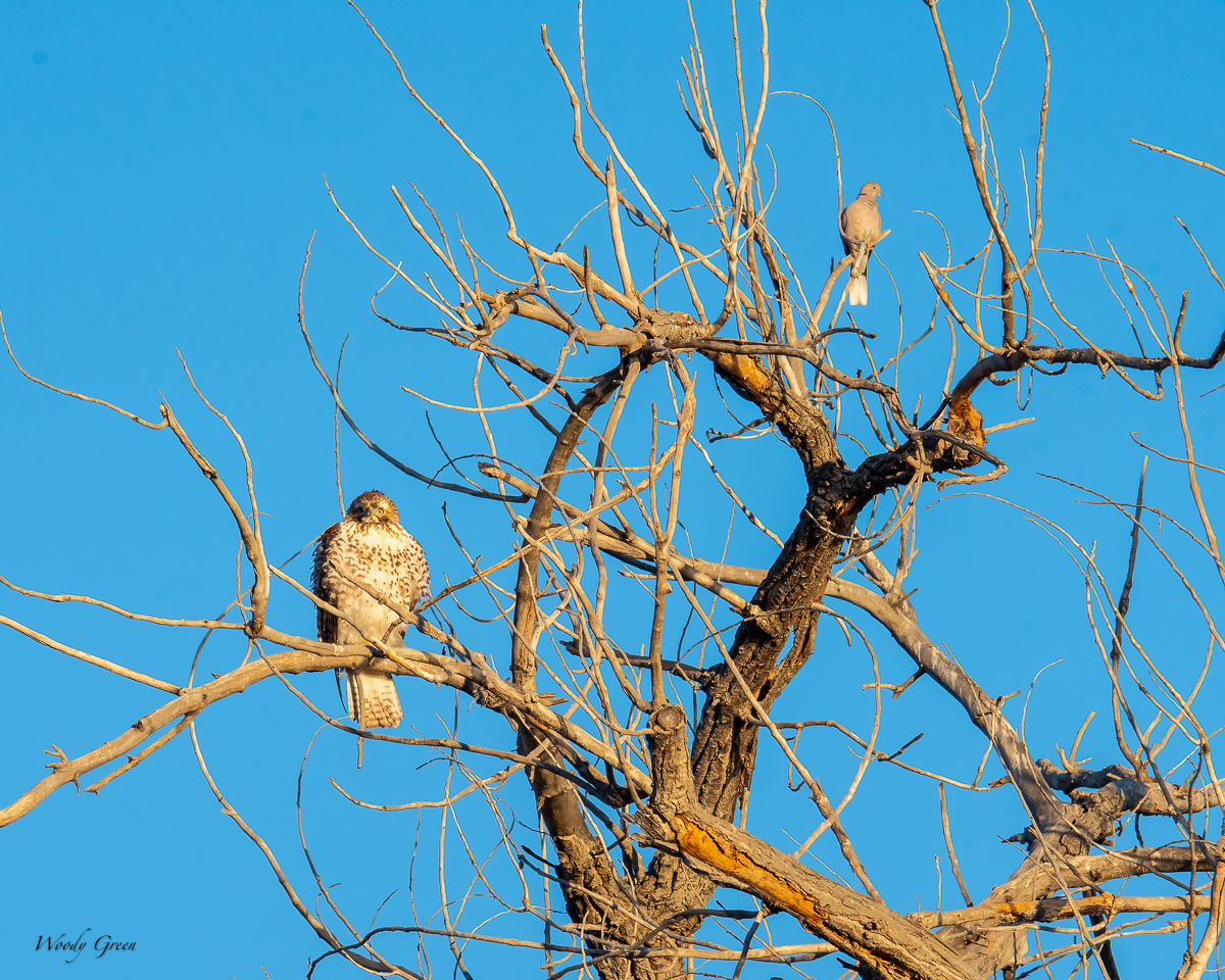 HawkAndDove-242.jpg