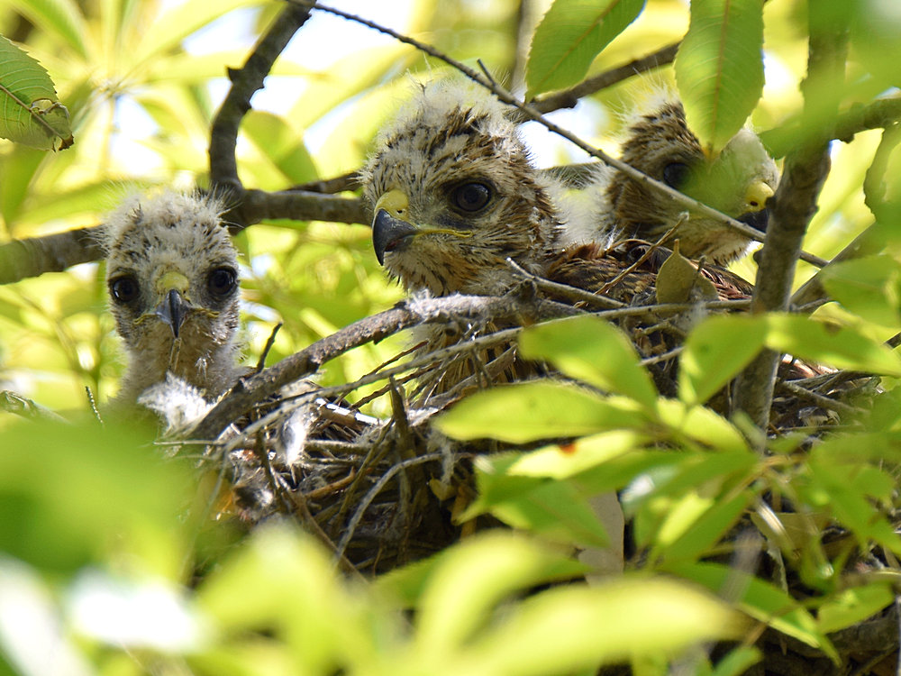 HawkBabies.jpg