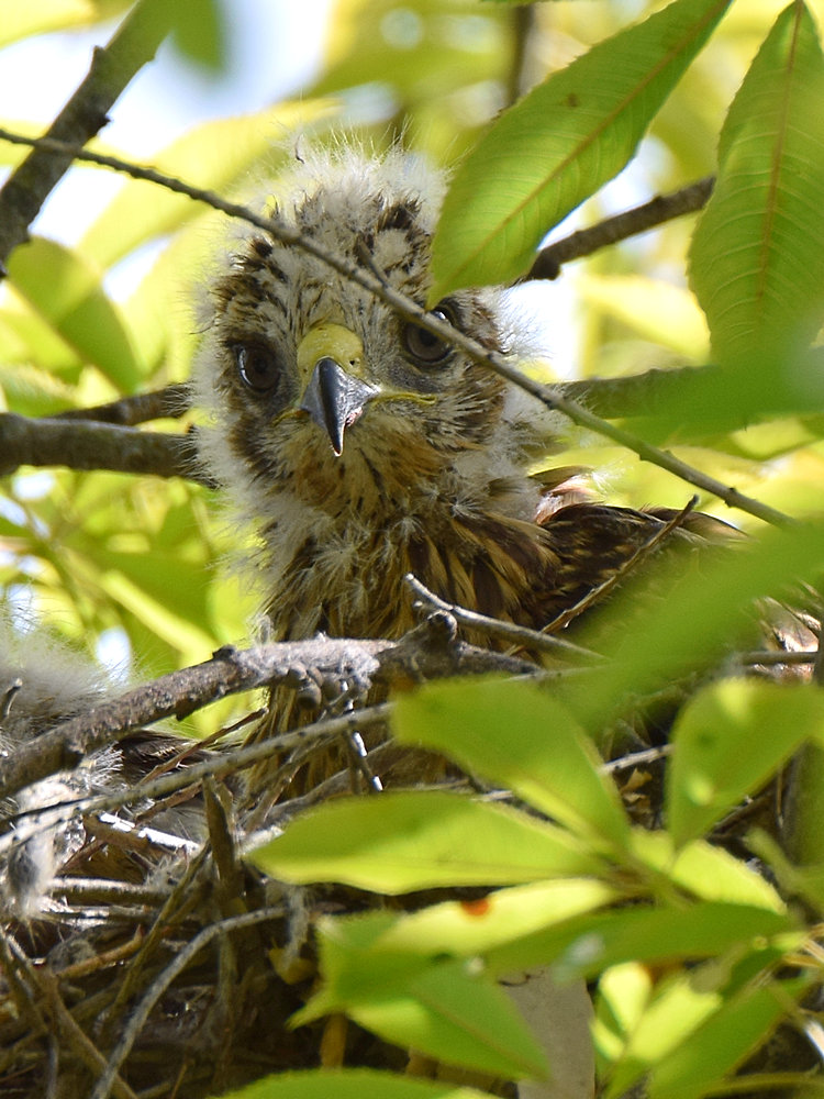 HawkBabies2.jpg