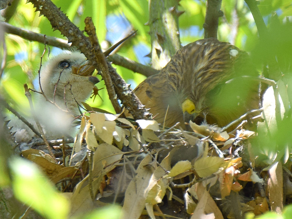 HawkBabies3.jpg