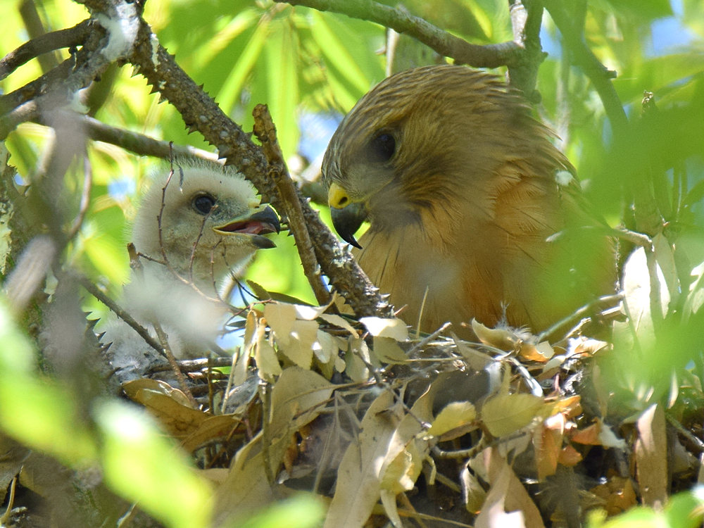 HawkBabies4.jpg