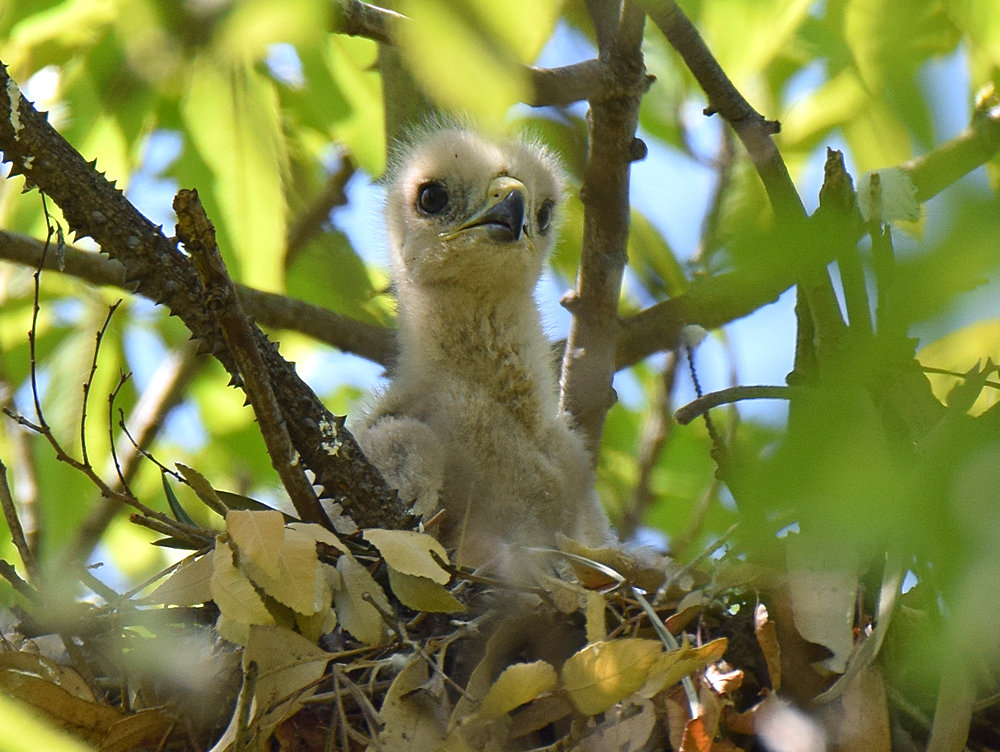 HawkBabies6.jpg