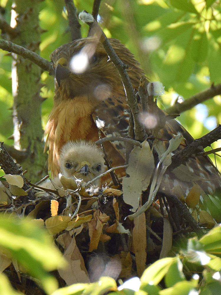HawkBabies9.jpg
