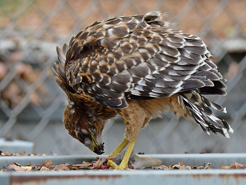 HawkBaby2.jpg