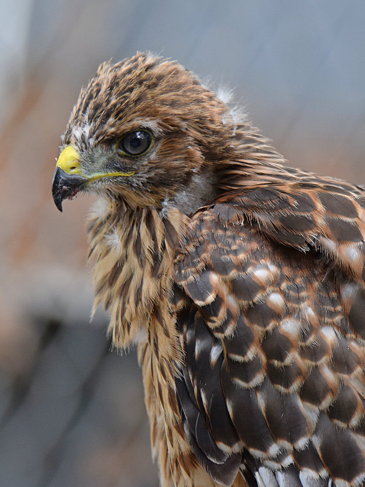 HawkBaby5.jpg
