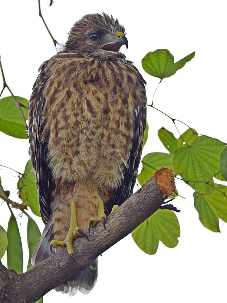 HawkBaby6.jpg