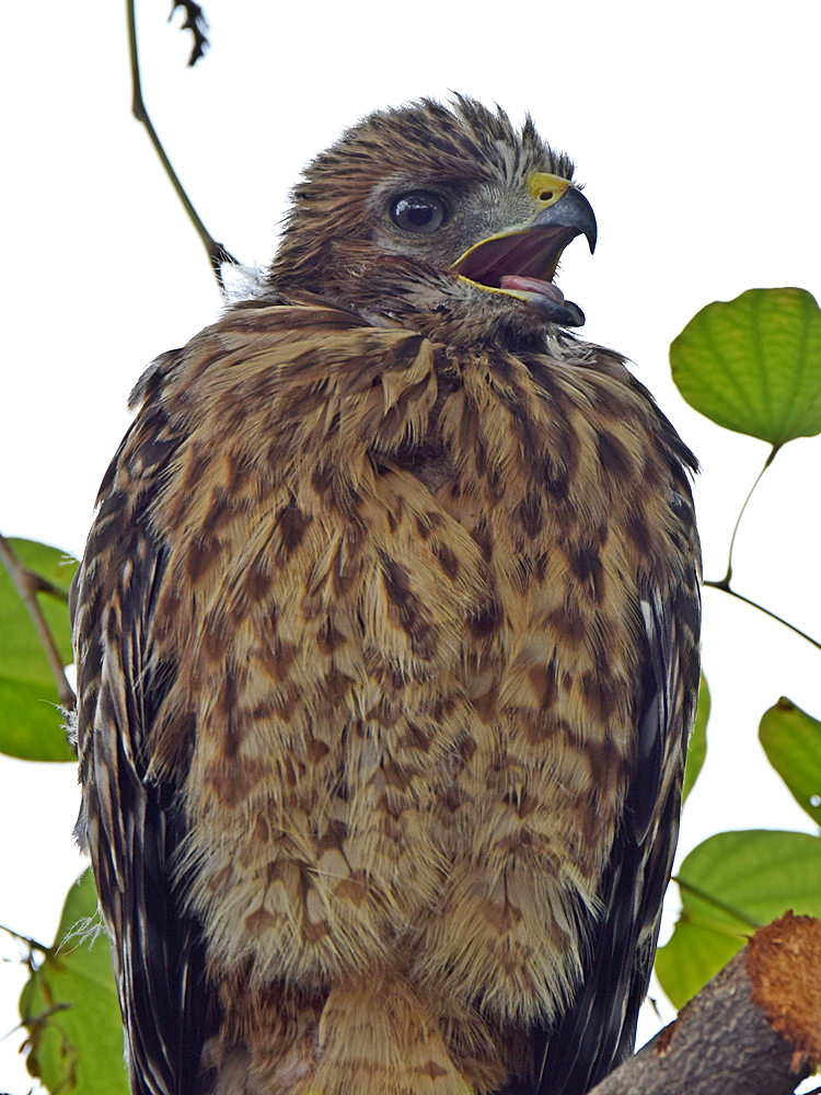 HawkBaby7.jpg