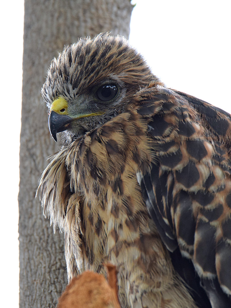HawkBaby8.jpg