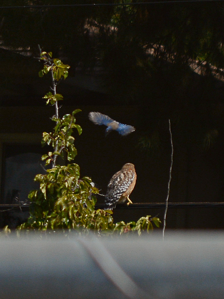 HawkBlueBird.jpg