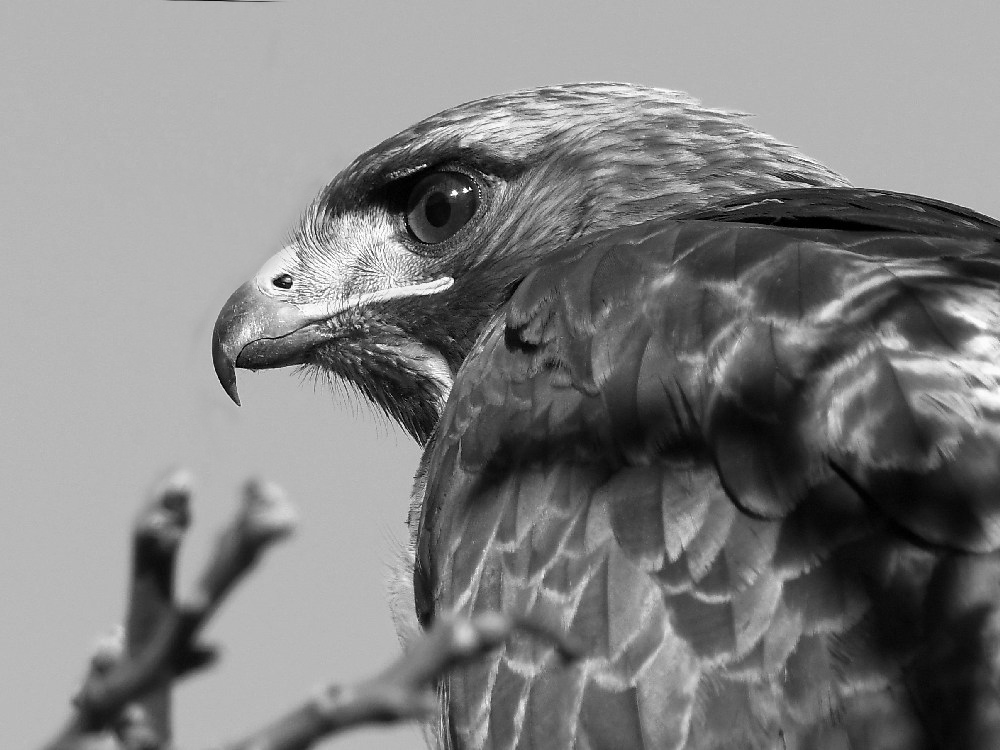 HawkBW.jpg