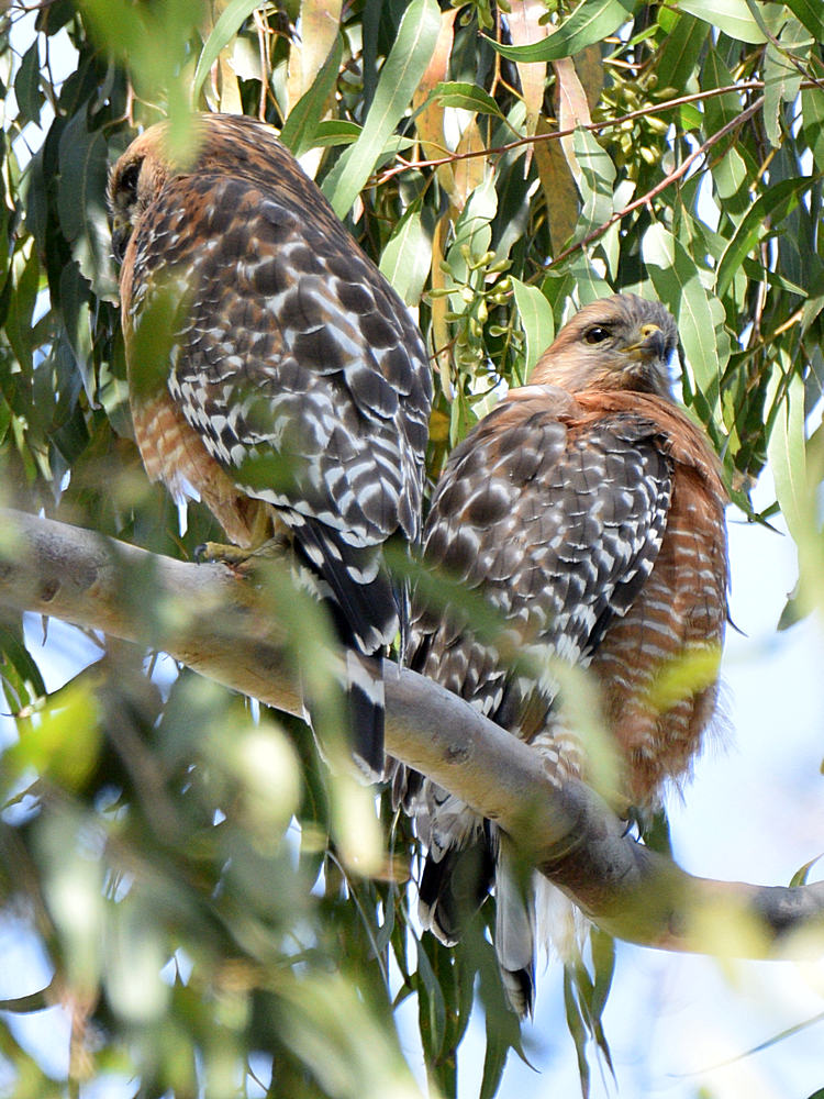 Hawks.jpg