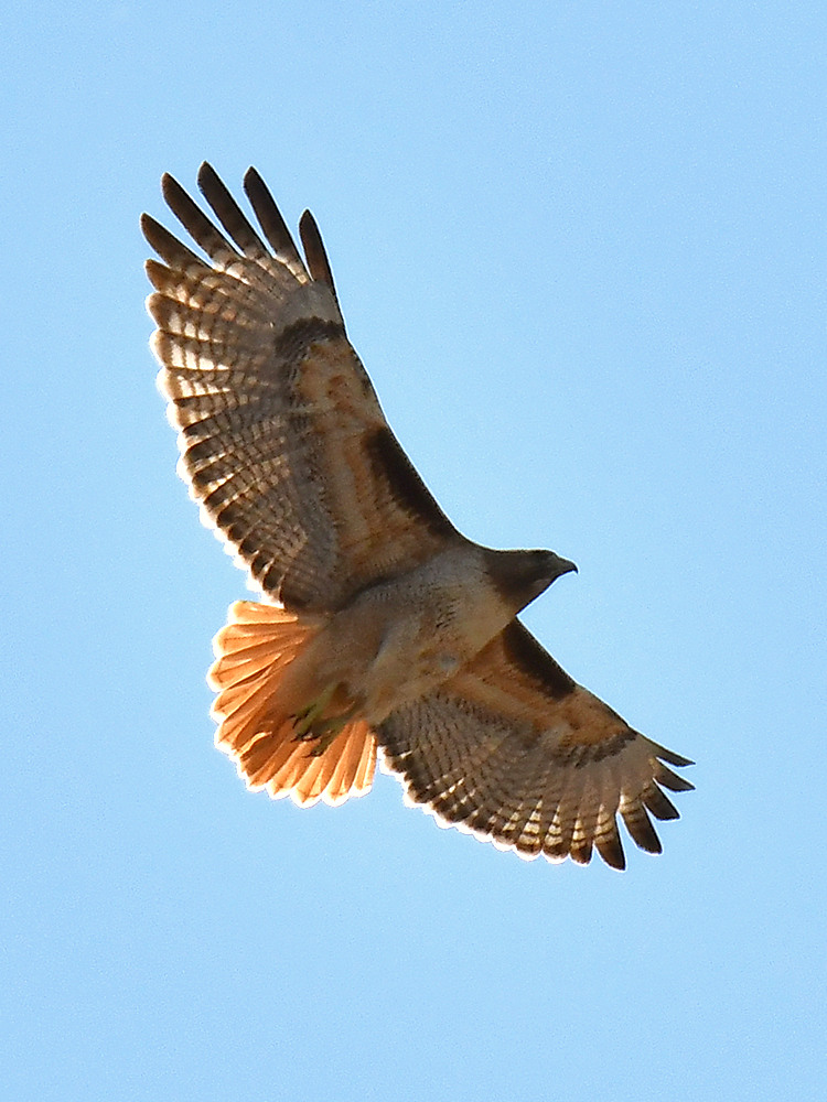 Hawks2.jpg