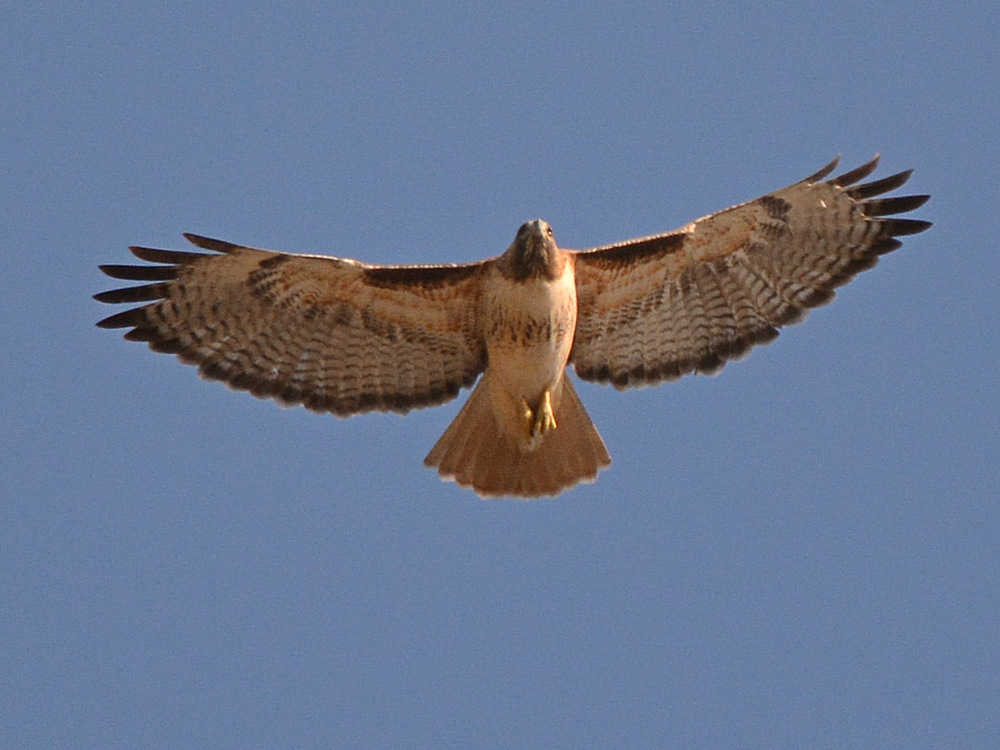 Hawks3.jpg