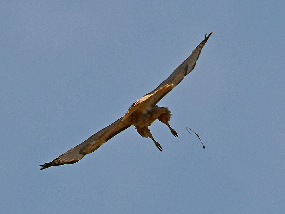 Hawks3.jpg
