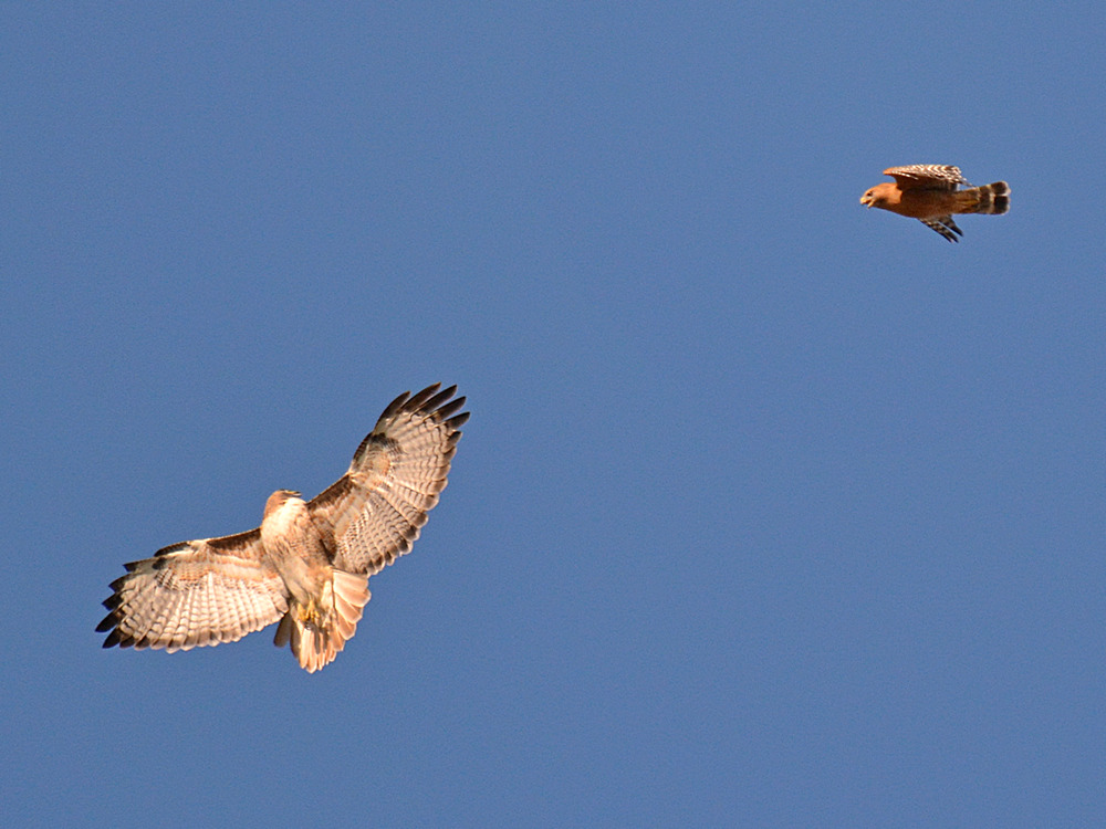 Hawks5.jpg
