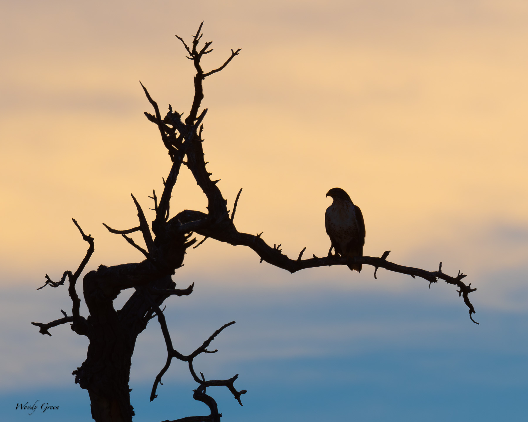 Hawksilhouette-464.jpg