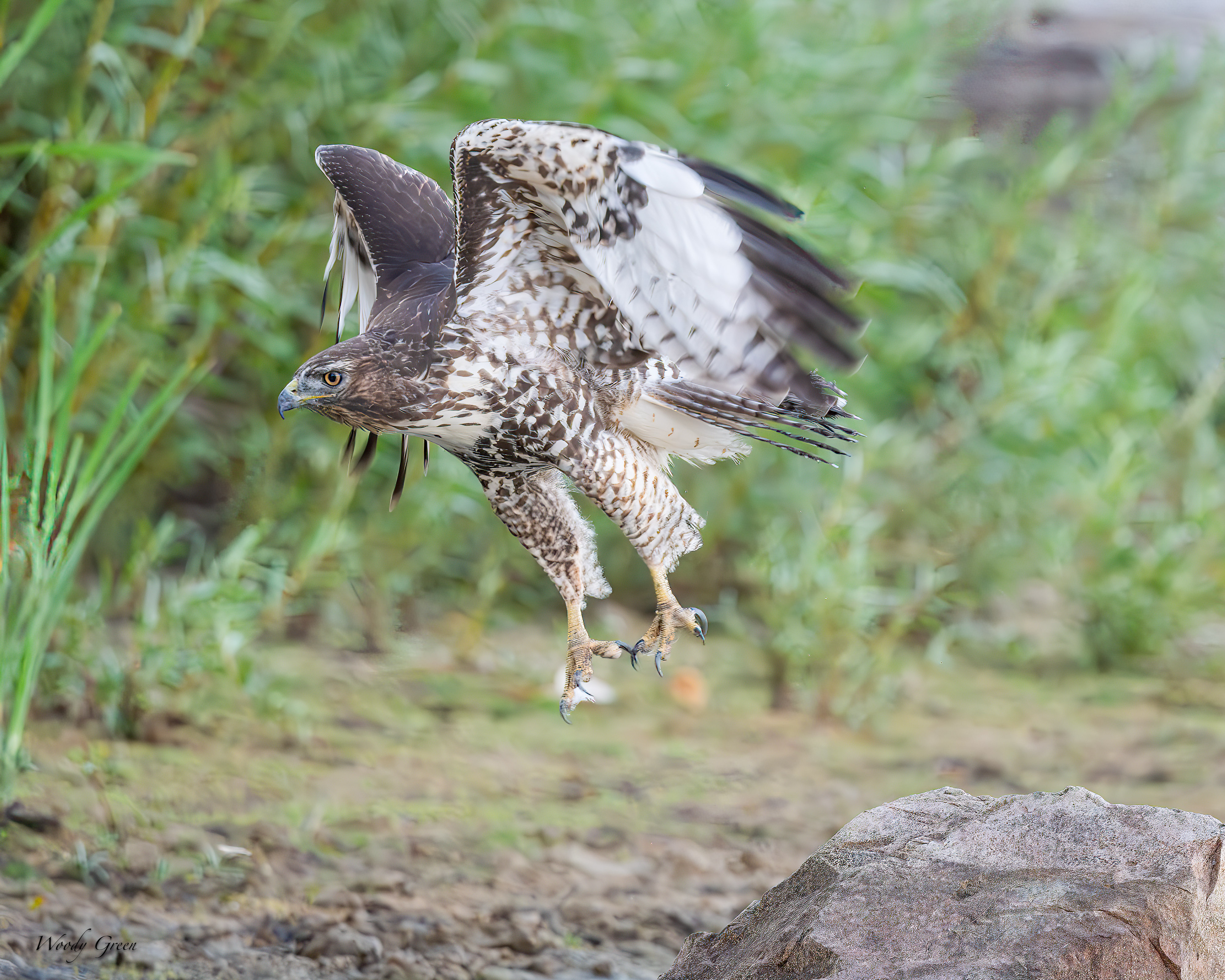 HawkTakeoff-131.jpg