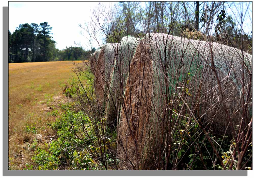 Hay Bales 2.jpg