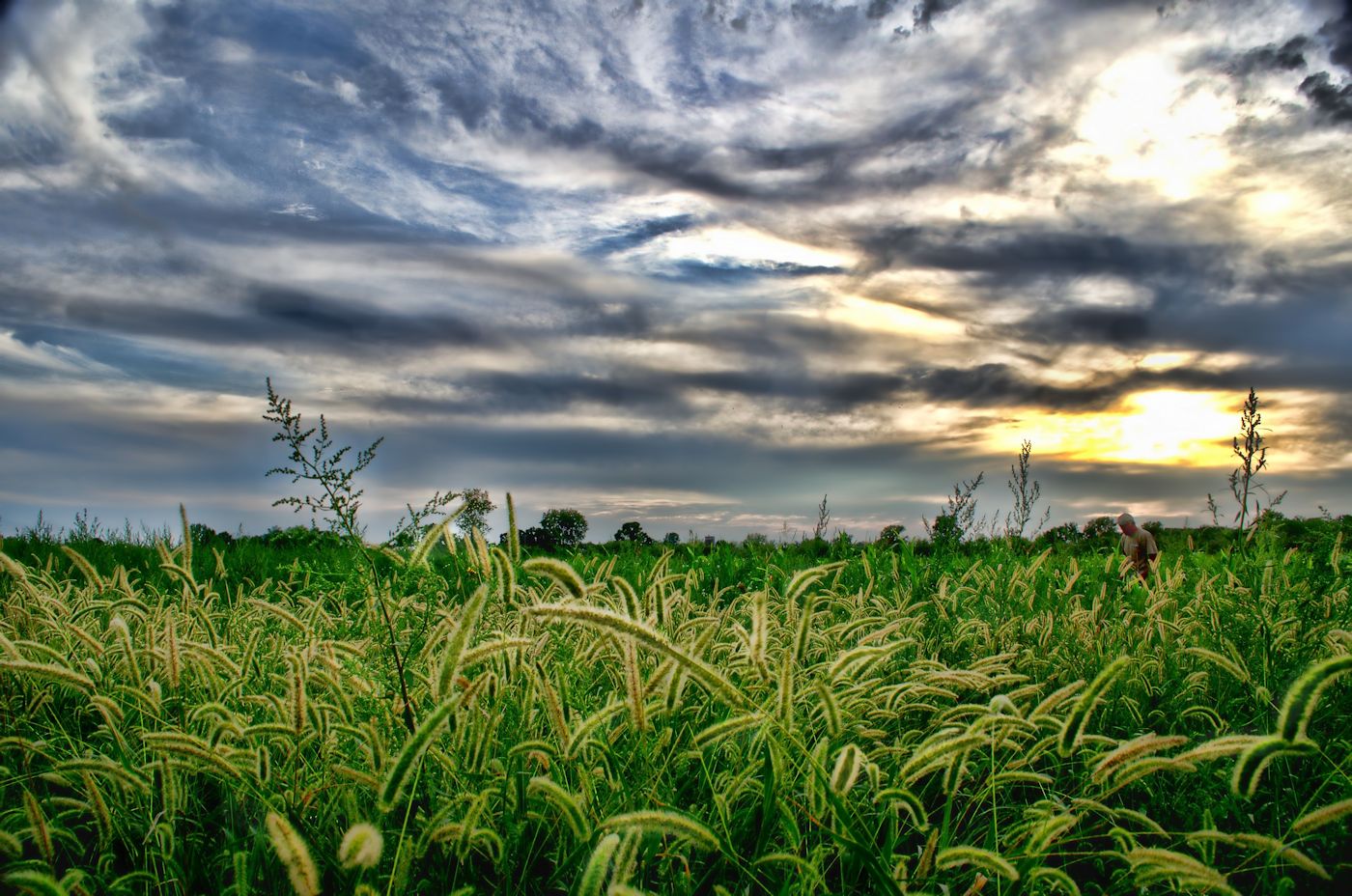 hdr foxtail 1400.jpg
