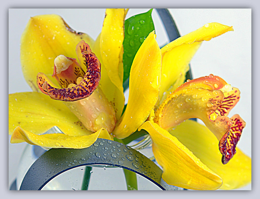 HDR Orchids 3-15-2016.jpg