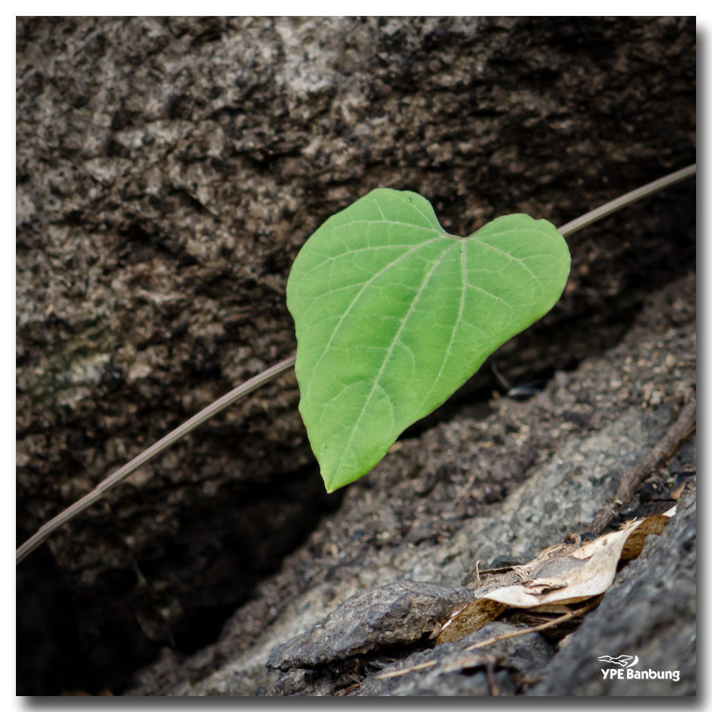 hear-leaf.jpg