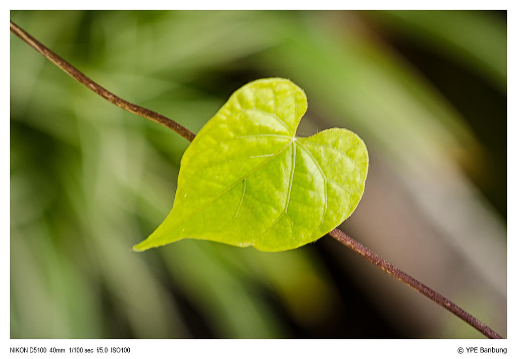 heart-1-FrameShop.jpg