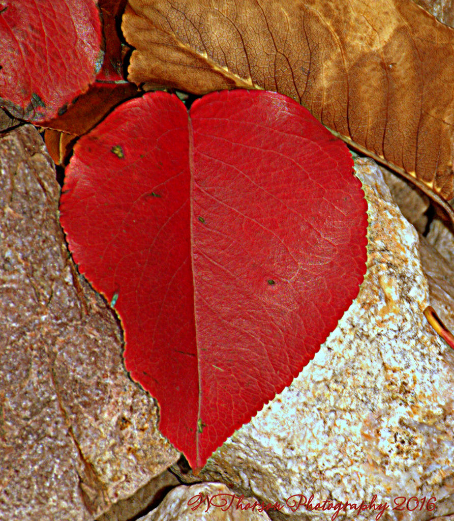 Heart Leaf 10-24-2016.jpg
