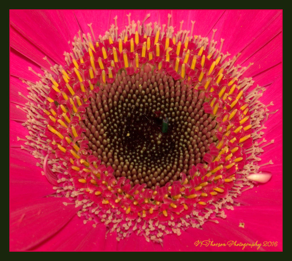 Heart of a Zinnia  6-23-2016.jpg