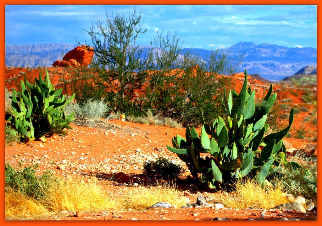 Hedgehog Cactus in VOF.jpg