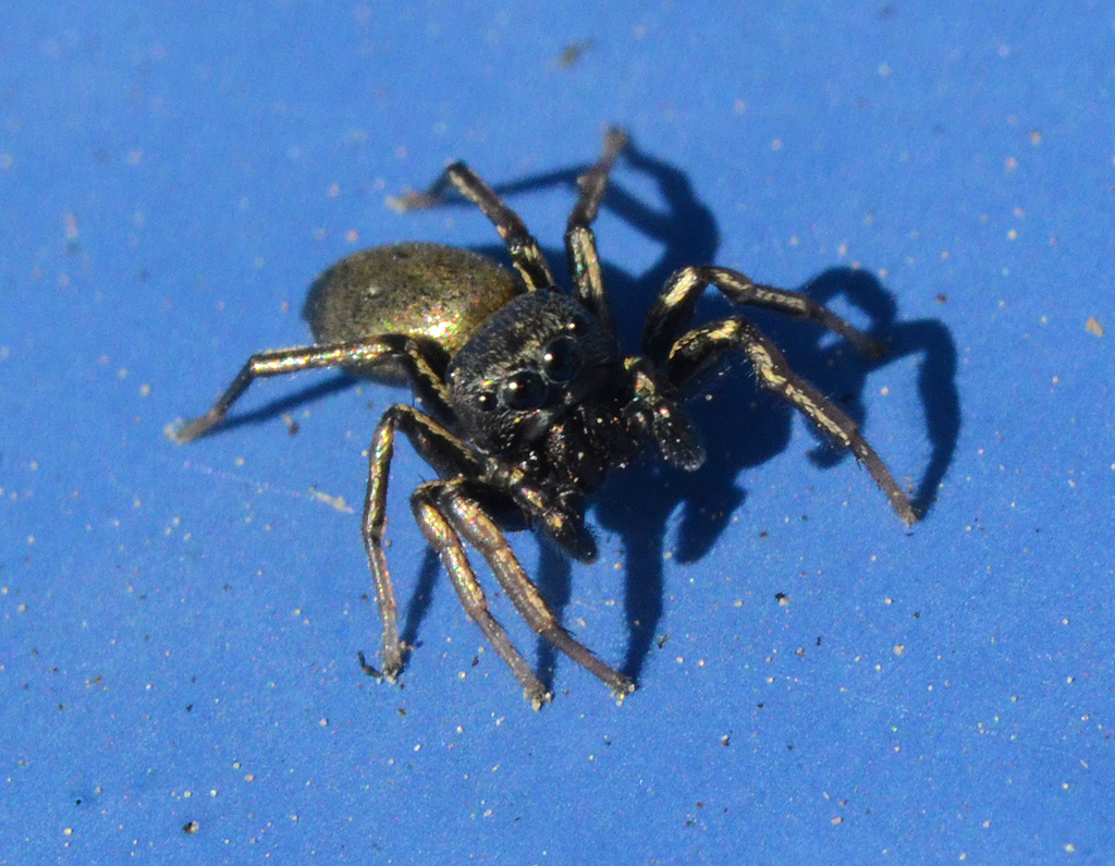 Heliophanus cupreus male.jpg