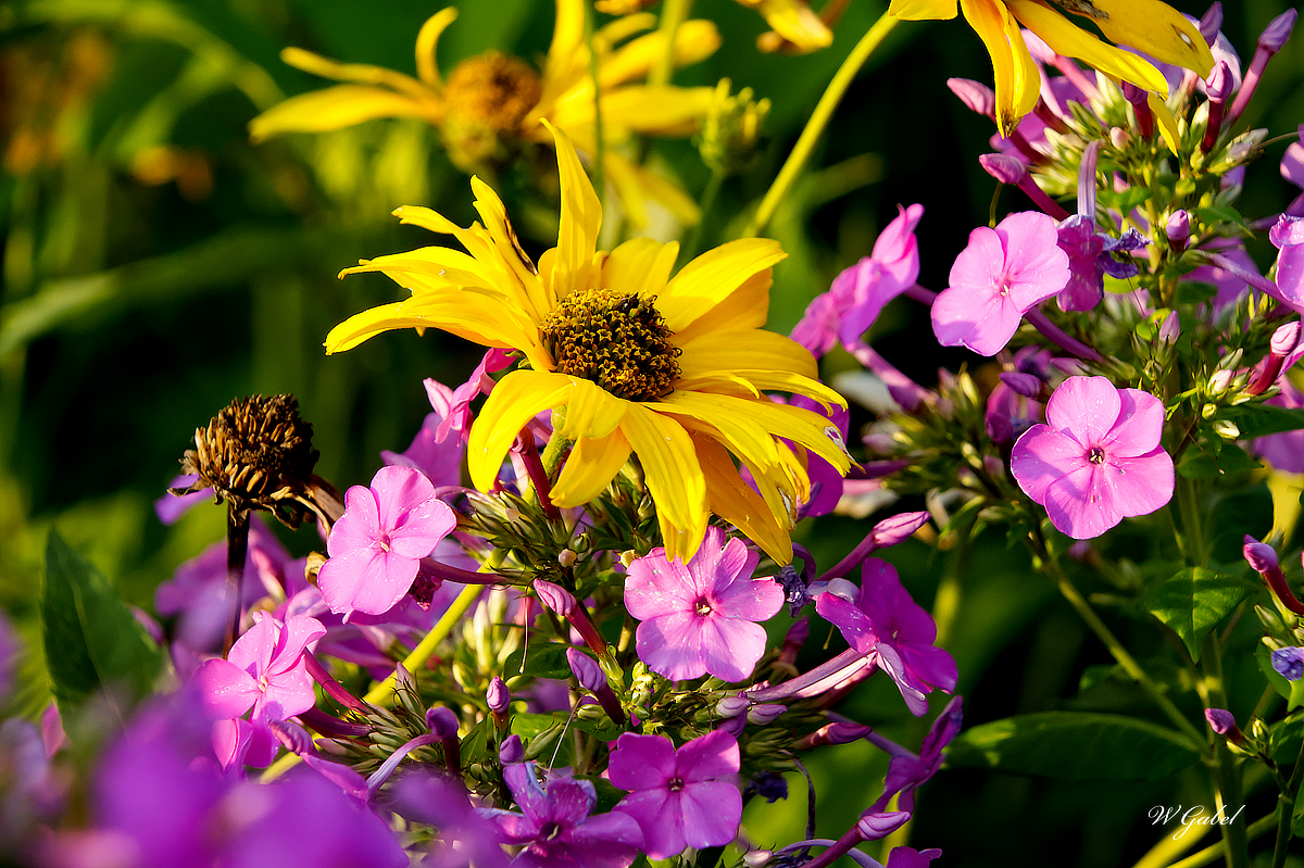 Heliopsis_tallphlox sm.jpg