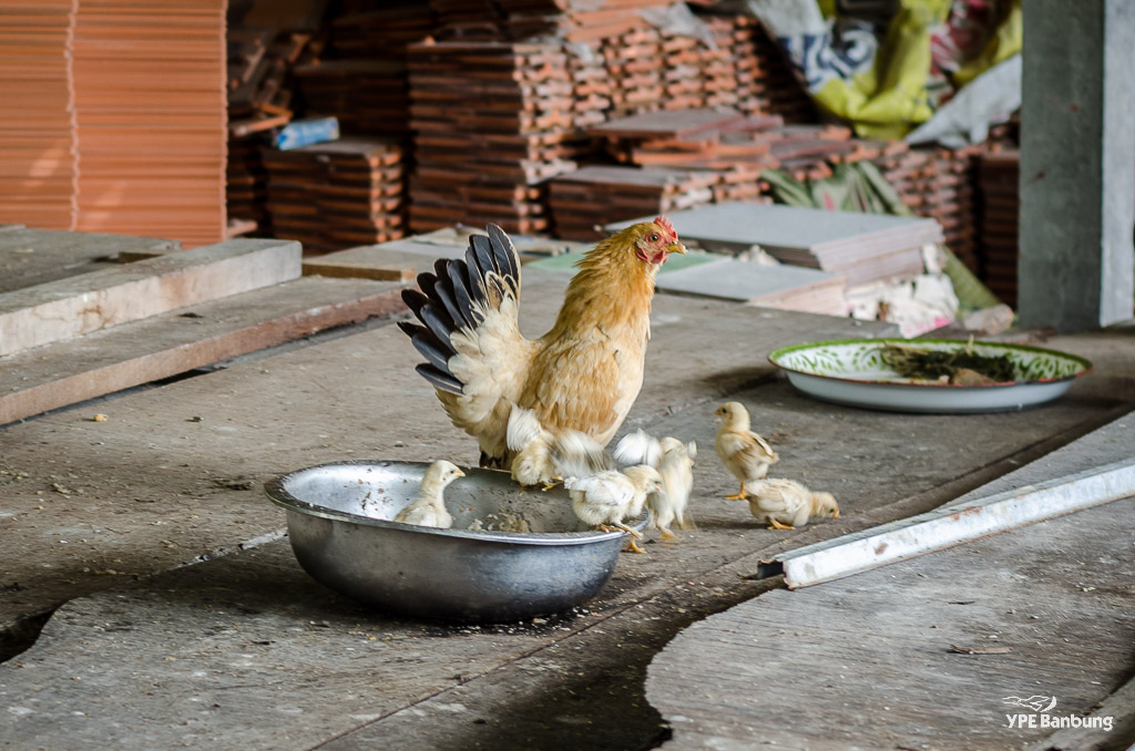 hen-chicks-1.jpg