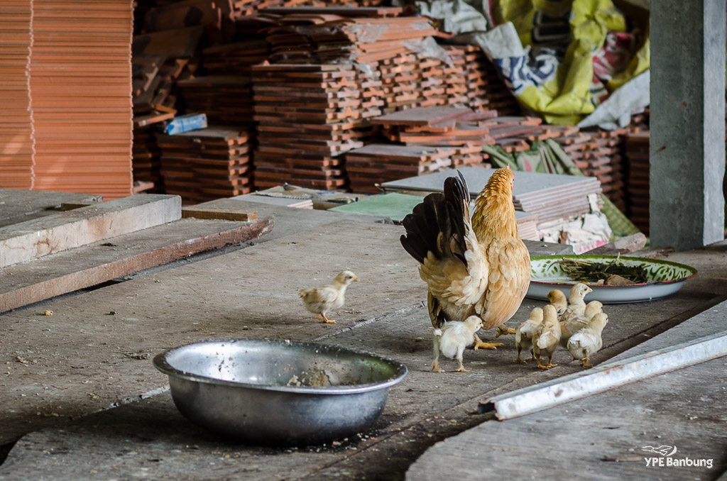 hen-chicks-2.jpg