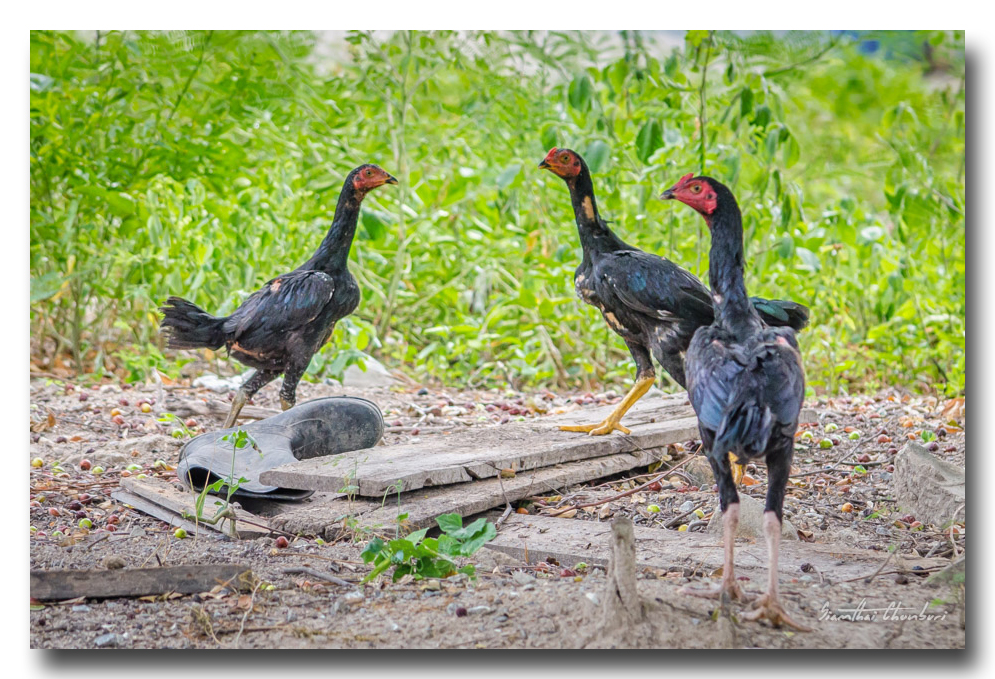 hens-talking.jpg