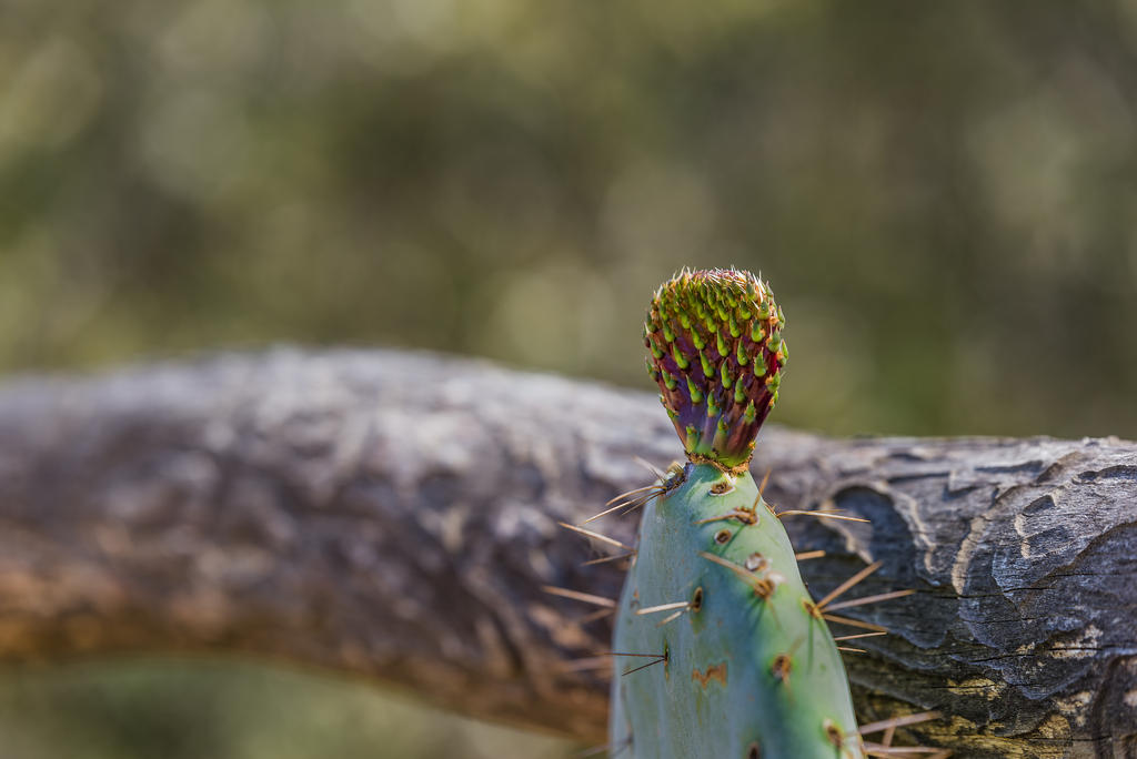 Here's Cactii in Your Eye.jpg