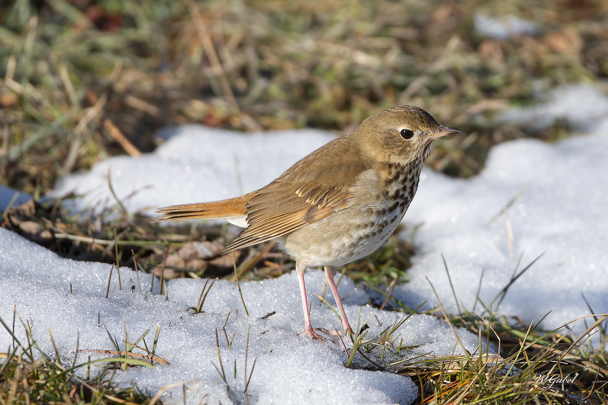 Hermit Thrush sm.jpg