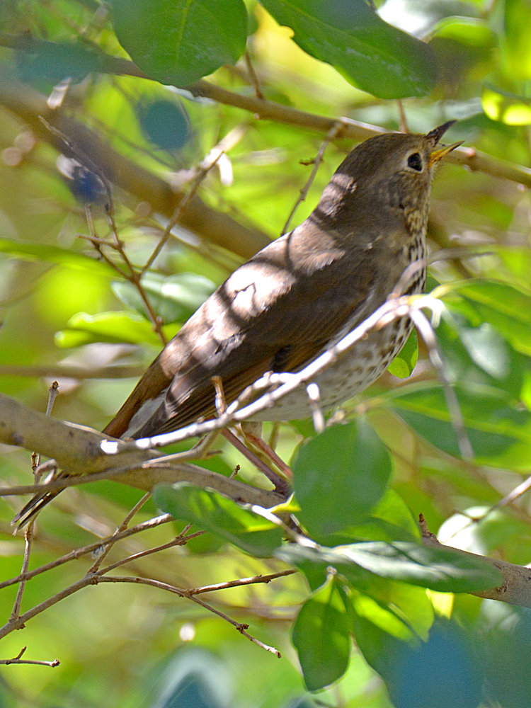 HermitThrush.jpg
