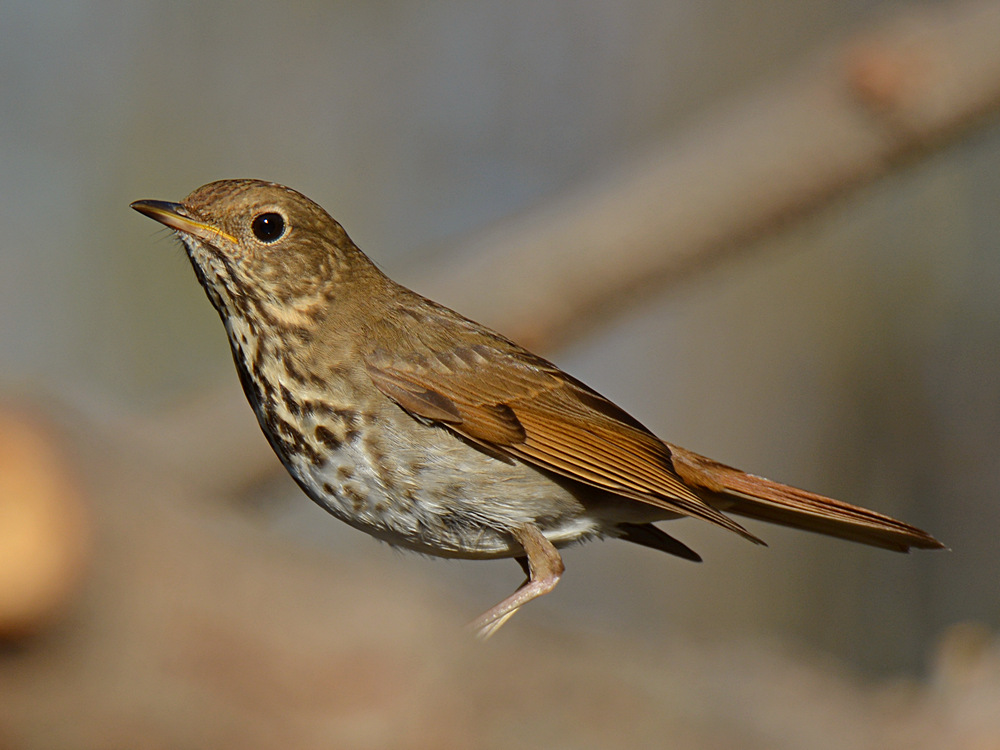 HermitThrush.jpg