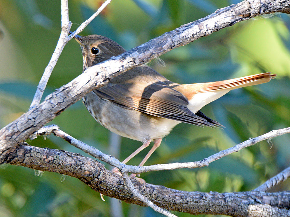 HermitThrush.jpg