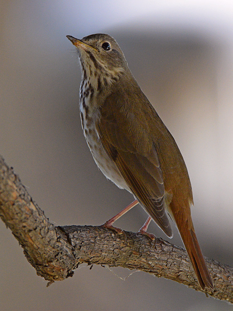 HermitThrush.jpg