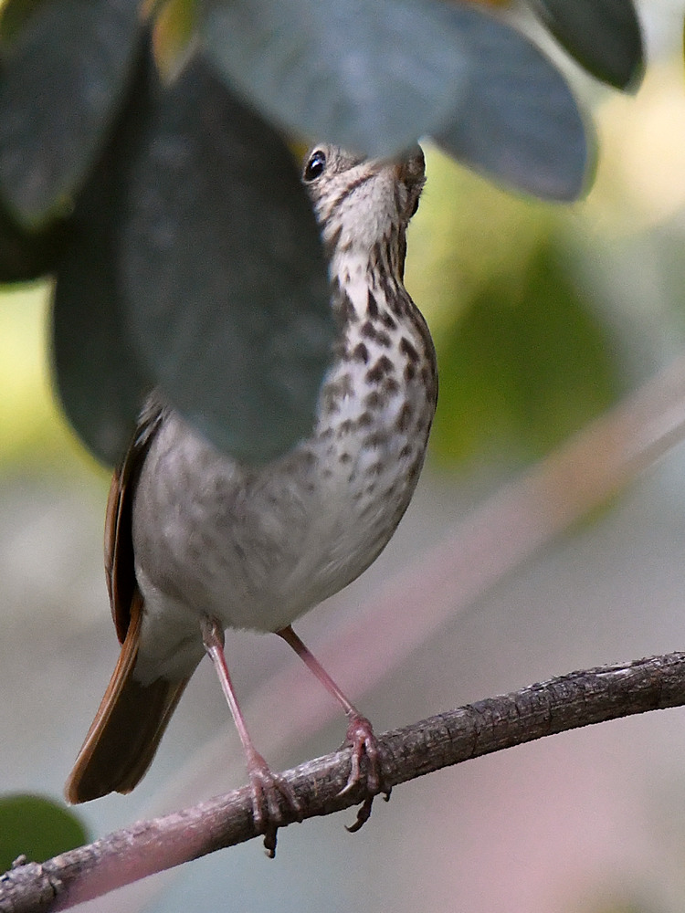 HermitThrush.jpg