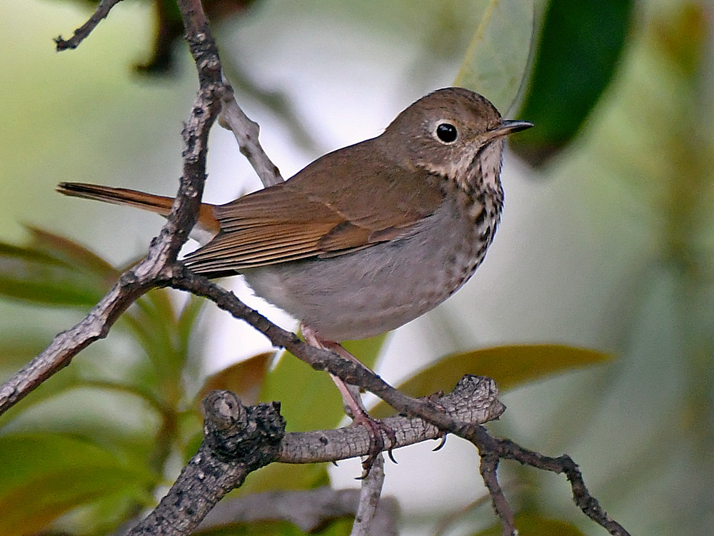 HermitThrush.jpg